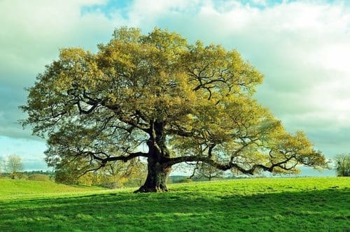 Going Greener with Records Retrieval